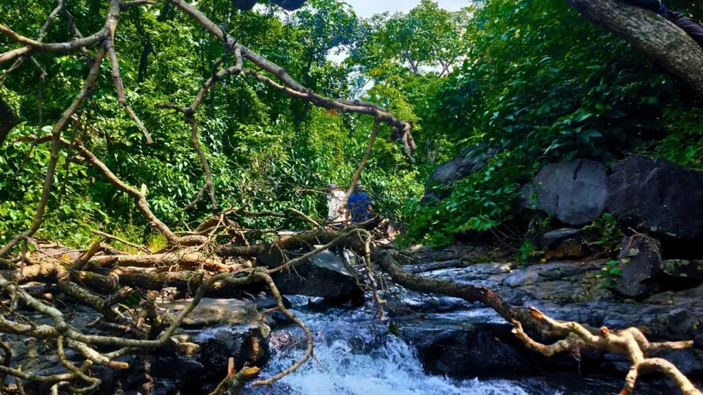 deep jungle tree view during trekking