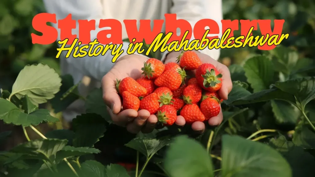 mahabaleshwar me strawberry kaise aayi history - महाबलेश्वर में स्ट्रॉबेरी