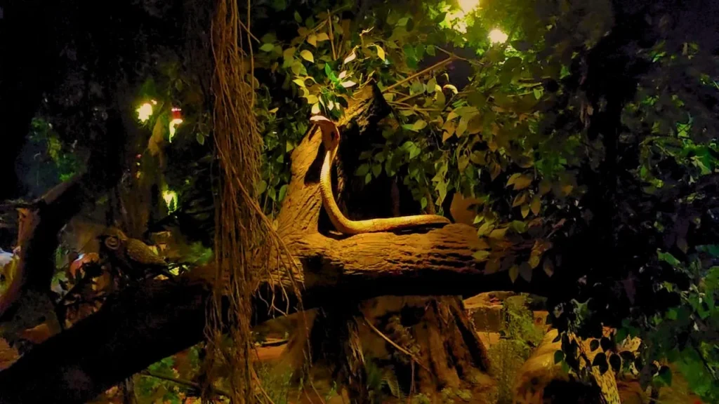 snake animals at jungle safari at kingsberry in mahabaleshwar