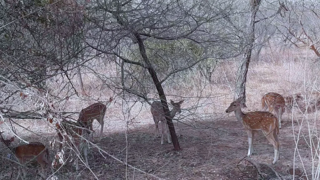 deer in gir national park