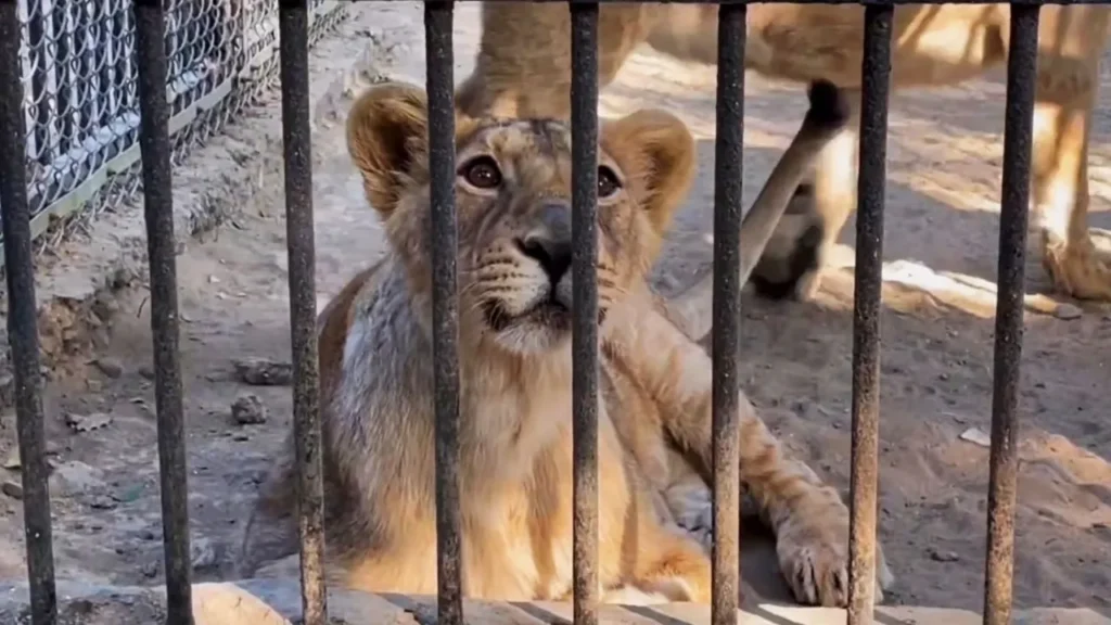 lion at junagadh sakkarbaug zoological garden